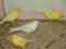 kanarek Żółty nieintensywny - samiec