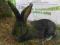 Belgijski Olbrzym Szary - młode króliki