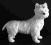 WEST WHITE TERRIER -CUDNA FIGURA- WAGNER&APEL