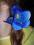 Piękny kwiat do włosów storczyk kobalt Hawaje hit