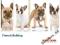 Royal Canin French Bulldog 30 Junior  2KG