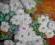 CLAUDE MONET - CHRYZANTEMY 60x50 !!super PIĘKNE!!