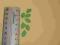 Scrapki - listek zielony 1,5 cm