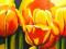 _TULIPANY_90X60_KWIATY_  POLECAMY