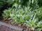 Carex siderosticha trawa o szerokich listkach