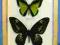 motyl motyle Ornithoptera goliath procus - para!!!