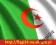 Flaga Algieria 150x90cm - flagi Algierii