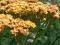 ACHILLEA"TERRACOTTA"~PM~