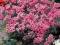 WIOSNA 2012!!ACHILLEA"LILAC BEAUTY"~PM~