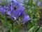 CAMPANULA"PRICHARD'S VAR"~PM~