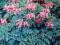 DICENTRA"CANDY HEARTS"~PM~