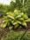 HOSTA"GOLD STANDARD+"~PM~