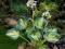 HOSTA"GREAT EXPECTATIONS"~PM~