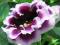 GLOXINIA GLOKSYNIA OGRODOWA KAISER WILHELM