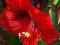 HIPPEASTRUM AMARYLIS ZWARTNICA RED LION