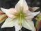 HIPPEASTRUM AMARYLIS ZWARTNICA MAGIC GREEN