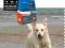 ACANA ADULT DOG 13,5KG +2,5KG +20 GRATISÓW!!!