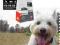 ACANA ADULT SMALL BRED 7,5KG+2,5KG +GRATISY!!!