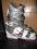 BUTY NORDICA -NOWE