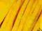 Fasola karłowa-żółtostrąkowa Pacifica 20g Torseed