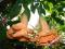 Brugmansia Datura pomarańczowa podwójna sadzonka
