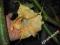 Brugmansia Datura żółta - pomarańczowa
