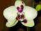 STORCZYK Phalaenopsis cytrynek