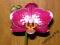 STORCZYK Phalaenopsis dwa pędy