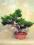 BONSAI-drzewko -jałowiec CHIŃSKI - na PREZENT