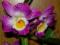 STORCZYK Dendrobium nobile