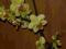 STORCZYK Phalaenopsis drobne kwiatki
