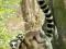 Lemur - Ring Tailed - Lemury - plakat 91,5x61 cm