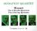 Mozart  Budapest Quartet (4 CD)