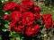 róża rabatowa czerwona - jak LILI MARLEN -PROMOCJA