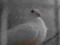 gołąb super gołębie rozplodowe samiec GB 2008