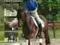 Podstawowe szkolenie młodego konia ujeżdżenie koń
