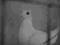gołąb super gołębie rozplodowe samica 2011