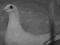 gołąb super gołębie rozplodowe samica pl 2011