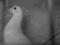 gołębie super gołębie rozplodowe samiec PL 2011 z