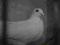 gołąb super gołębie rozplodowe samiec pl 2011 z ka