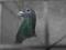 gołąb super gołębie rozplodowe samiec PL 2002
