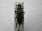 Chrząszcze ,cerambycidae ,Anisorus quercus