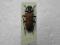Chrząszcze ,cerambycidae ,Anisorus quercus