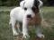 Jack Russell Terrier - Legalna Hodowla