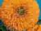 Słonecznik kwiatowy pełny wysoki żółty 2g Torseed