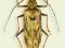 Chrząszcz w gablotce Neocerambyx gigas - samica