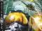 HAWX TOM CLANCY'S PS3