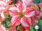 Adenium Red Star of Hope 6 nasion + ziemia = 3zł