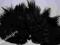 Pióra siodłowe bażnta czarny - dobra cena !!!