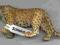 SCHLEICH 14360 LEOPARD